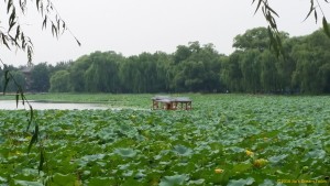 Boat in Lotus