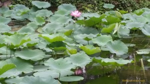 Lotus Flower Blosom