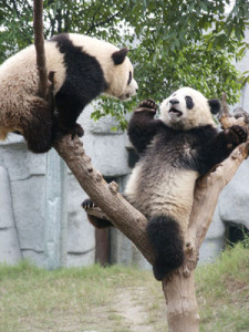 Giants Pandas